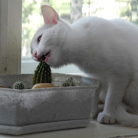 Кошка