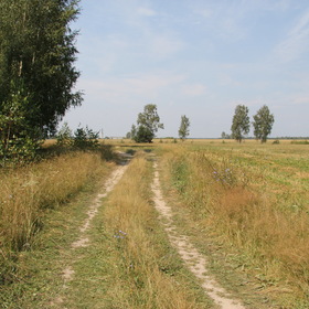 Летний пейзаж