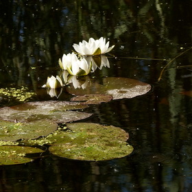 Случайные фотографии. КУВШИНКИ