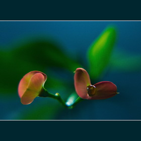 Природа