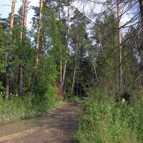 Лесными тропами