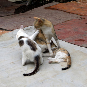 Кошачьи игры