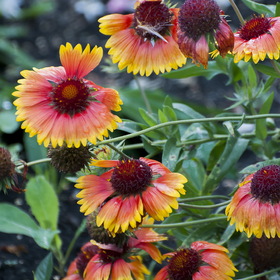 Случайные фотографии. Фотографии природы