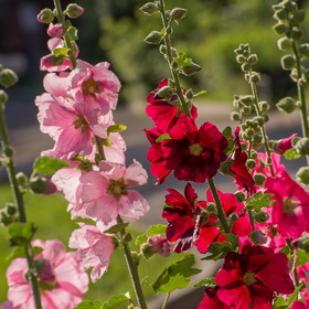 Случайные фотографии. Фотографии природы