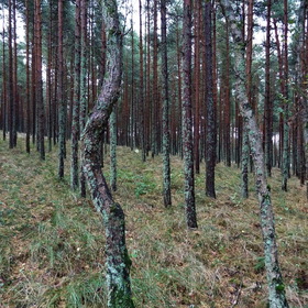 Природа, фотосъемка. Куршская коса.