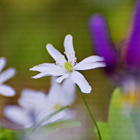 природа
