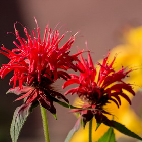 Случайные фотографии. Природа