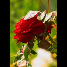 Природа