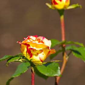 Случайные фотографии. Природа