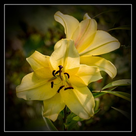 Случайные фотографии. природа