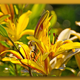 Природа