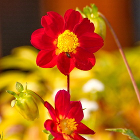 Природа