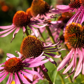 Случайные фотографии. природа