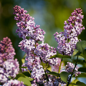 Лучшие фото. Природа (0)