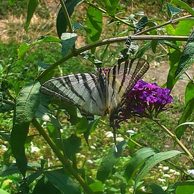 Случайные фотографии. парусник