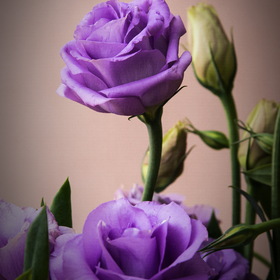 природа