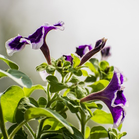 Случайные фотографии. природа