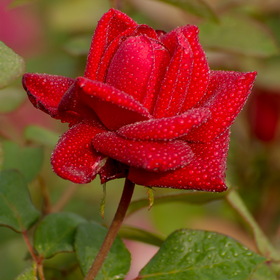 Природа