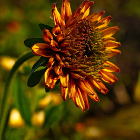 Природа