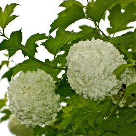 Лучшие фото. ПРИРОДА (0)