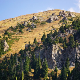 Nature Life