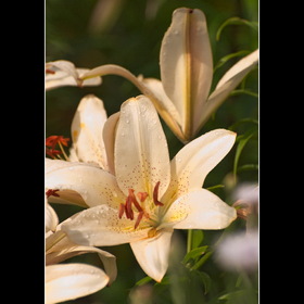 Природа