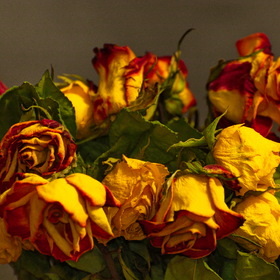 Случайные фотографии. Природа, фотосъемка