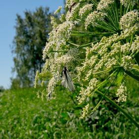 Случайные фотографии. Природа