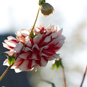 Случайные фотографии. Природа, фотосъемка