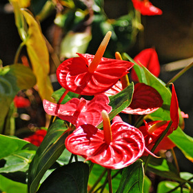 Фото