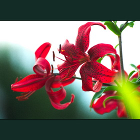 Природа