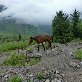 Nature Life. Окрестности Алматы.