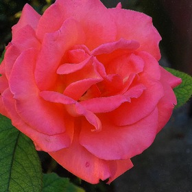 Случайные фотографии. цветы у дома