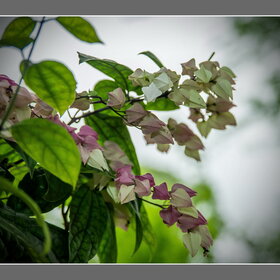 Природа