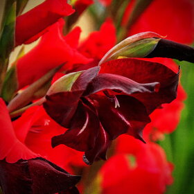 Природа