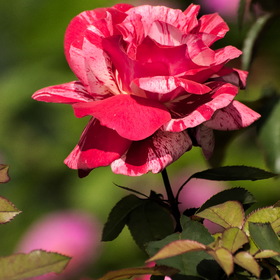Природа
