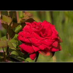 Природа