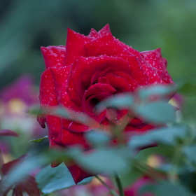 природа