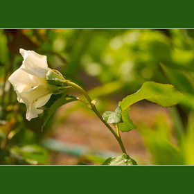 Природа