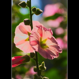 Природа