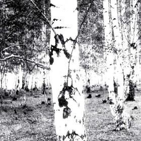 Берёзовый лес, 1987 год