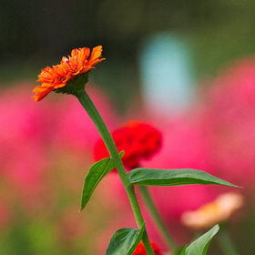 Природа