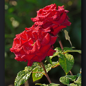 природа