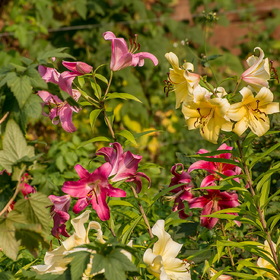 Случайные фотографии. Природа