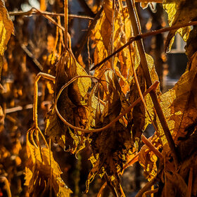 Лучшие фото. Природа (0)