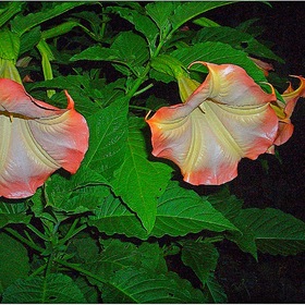 Случайные фотографии. Фото