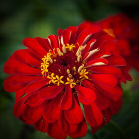 природа