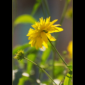 Природа