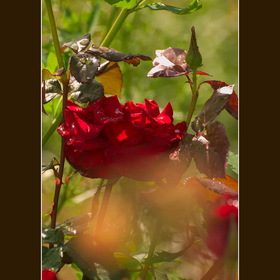 Природа