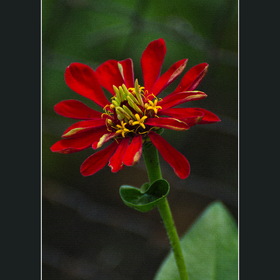 Природа